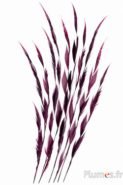 Goldfasan Ähre - 60-70 cm - bordeaux
